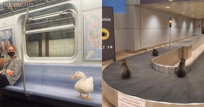 50 Hilariously Bizarre Pictures Of Animals Where They Shouldn't Be