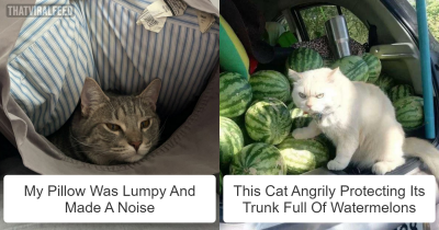 50 Cats That Will Surely Give You A Good Laugh
