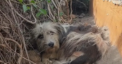 Owners Abandoned This Sweet Dog But She Didn't Want To Leave Their Doorstep