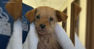 A Sad Little Puppy Who Was Covered In Mange And Unable To Walk Now Hops Like A Bunny