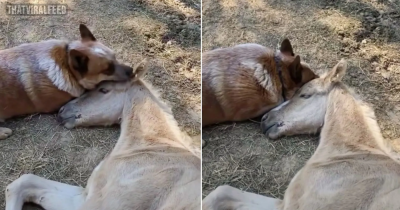 Caring Dog Doesn't Stop Comforting The Foal Until He Got Over The Loss Of His Mother