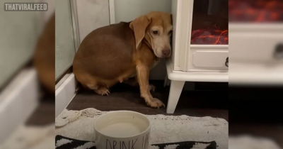 A Kind Couple Comes Across A Fearful Senior Beagle In The Middle Of Nowhere And Takes Her Home