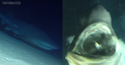 Divers Run Into Giant Deep Sea Shark That's Bigger Than Their Submarine In Shocking Footage