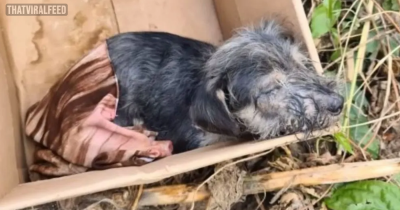 Pup That Was Left In A Box Proves Everyone He's A Fighter