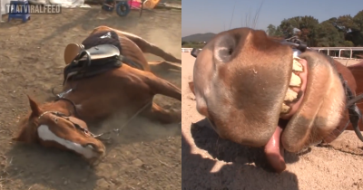 Dramatic Horse Hilariously Falls To The Ground And 'Plays Dead' If Anyone Tries To Ride Him