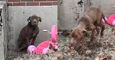 An Adorable Skinny Stray Pup Who Badly Needed Help Melts In His Rescuer's Arms