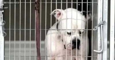 Dog Heartbroken After Realizing That His Family Left Him At Shelter