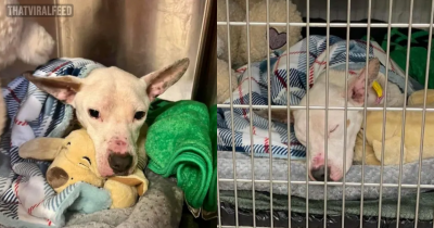 A Blind Dog Was Living In A Cage For A Long Time Until Somebody Finally Stepped In To Save Him