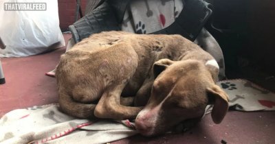 A Sweet Broken Pup In Need Of Help Curls Up On A Family Porch