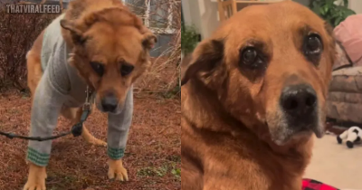 Family Abandoned Their 13-Year-Old Dog And Considered Euthanasia Because They Were Relocating