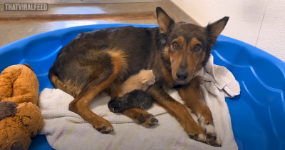 Mama Dog Who Lost Her Babies Makes An Amazing Recovery When She Adopts Baby Kittens