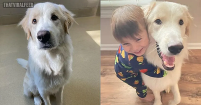 After 14 Failed Adoption, This Dog Finally Finds A Home He Was Waiting For