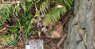Frightened Mother Hid Her Puppies From People Until Two Big-Hearted Women Arrived