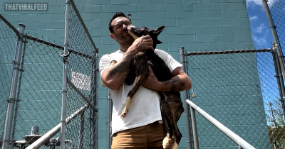 A Kind Man Adopts A Malnourished Rescue Dog And Gives Him A New Chance At Life