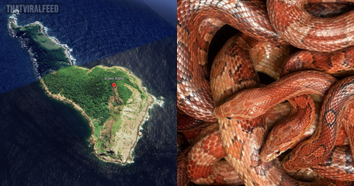 No Human Is Allowed To Visit Snake Island As It's Home To 4,000 Of The World's Deadliest Snakes