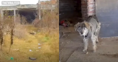 Rescuers Followed A Dog Into An Abandoned Building And Were Shocked By What They Saw
