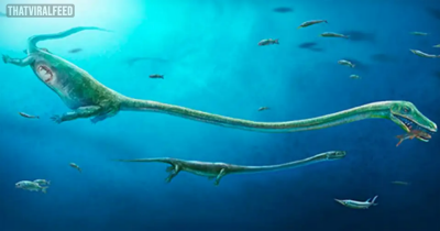Scientists Discovered A Bizarre Yet Stunning 240 Million-Year-Old 'Chinese Dragon' Fossil