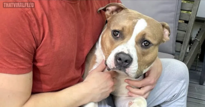 An Affectionate And Loyal Pup Surrendered To A Shelter Hopes To Find Humans Who Will Never Give Up On Him
