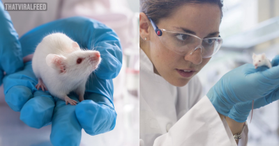 Scientists Grow ‘Mini Antlers’ By Implanting Mice With Deer Stem Cells In Major Breakthrough