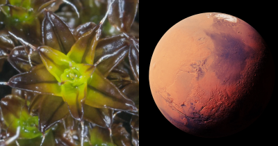 Scientists Have Found A Plant That Could Grow On Mars And Pave The Way For Human Life On The Planet