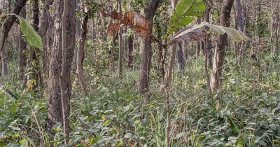 People Who Spot The Hidden Tiger In 12 Seconds Might Have A High IQ