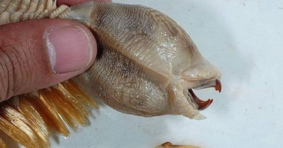Terrifying Antarctic Worm With Teeth And Golden Bristles Goes Viral