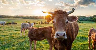 Farmer Finds His Cows Dead And Piled Up After Storm Strikes His Land