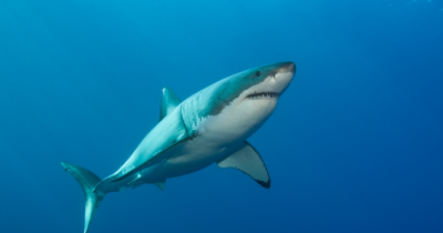 Scientists Shocked After First-Ever Shark Sounds Are Recorded In Chilling Underwater Audio