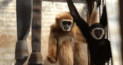 Zookeepers Solved The Case Of A Female Monkey Who Somehow Got Pregnant While Living Alone