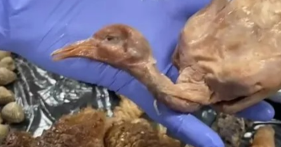 Chinese Restaurant Shut Down After 'Roast Duck' Turns Out To Be Street Pigeons