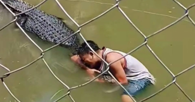 Shocking Moment A Tourist Is Attacked By A Crocodile After Jumping Into Its Enclosure
