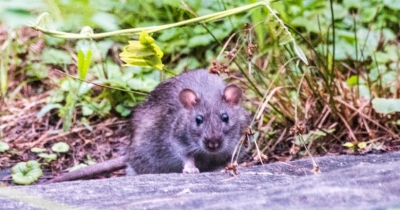 South Carolina Parents Arrested After 6-Month-Old Twins Allegedly Attacked By 'Large Rats'